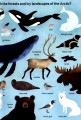 Фото Look Closer into the Arctic 7
