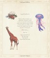 Фото First Concept. Animal Opposites 5