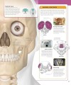Фото The Skeleton Book. Get to Know Your Bones, Inside Out 3