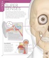 Фото The Skeleton Book. Get to Know Your Bones, Inside Out 2