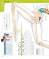 Фото The Skeleton Book. Get to Know Your Bones, Inside Out 4
