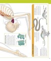 Фото The Skeleton Book. Get to Know Your Bones, Inside Out 5