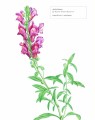 Фото Biblioflora 4