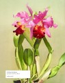 Фото Biblioflora 8