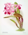 Фото Biblioflora 9