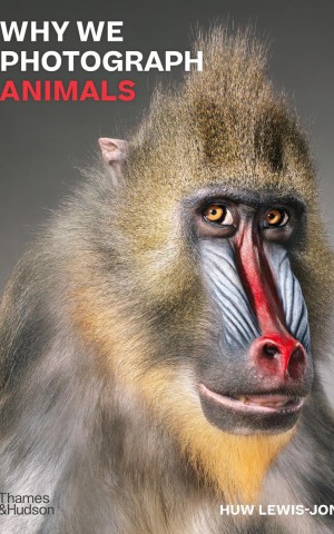 Why We Photograph Animals