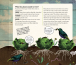 Фото Grow. A Family Guide to Growing Fruit and Veg 10