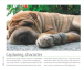 Фото How to Photograph Absolutely Everything 6