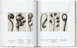 Karl Blossfeldt. The Complete Published Work. 40th Edition