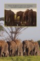 Фото Ladybird Readers Level 1. BBC Earth: Baby Animals 5