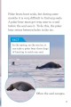 Фото Ladybird Readers Level 6. BBC Earth: Amazing Predators 5