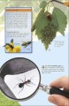 Фото Bug Hunter. Nature Activities 3