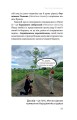 Фото Рослини-прибульці. Як борщівник та амброзія захоплюють Землю 9