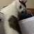 Котик мріє