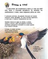 Фото Енциклопедія дошкільника: Птахи 3