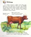 Фото Енциклопедія дошкільника: Свійські тварини 6