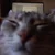 Котобажанки