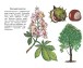 Фото Листяні дерева. Навчальна книжка-розмальовка 3