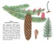 Фото Хвойні дерева. Навчальна книжка-розмальовка 2