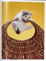 Фото Walter Chandoha. Cats. Photographs 1942-2018 5