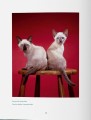 Фото Walter Chandoha. Cats. Photographs 1942-2018 7