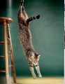 Фото Walter Chandoha. Cats. Photographs 1942-2018 9