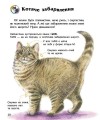 Фото Коти. Енциклопедія дошкільника 6