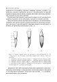 Фото Основи клінічної морфології зубів 6