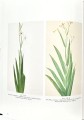 Фото Flowers! In the Art of the 20th and 21st Centuries (Bilingual edition) 3