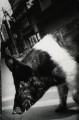 Фото Daido Moriyama. The World through My Eyes 3