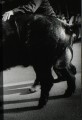 Фото Daido Moriyama. The World through My Eyes 4