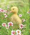 Фото This Book Is Literally Just Pictures of Tiny Animals That Will Make You Smile 2