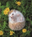 Фото This Book Is Literally Just Pictures of Tiny Animals That Will Make You Smile 3