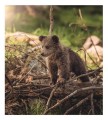 Фото This Book Is Literally Just Pictures of Tiny Animals That Will Make You Smile 5