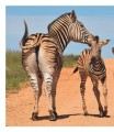 Фото This Book Is Literally Just Pictures of Tiny Animals That Will Make You Smile 6