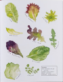 Фото The Kitchen Garden 5