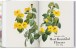 Фото Redouté. The Book of Flowers 6