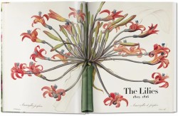 Redoute. The Book of Flowers