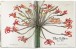 Фото Redoute. The Book of Flowers 3