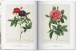 Фото Redoute. The Book of Flowers 6