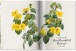 Фото Redoute. The Book of Flowers 7