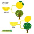 Фото My First Book of the Vegetable Garden. Montessori: A World of Achievements 7
