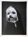 Фото The Dogs: Human Animals 3