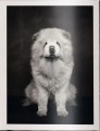 Фото The Dogs: Human Animals 4