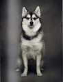 Фото The Dogs: Human Animals 5