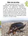 Фото Читаю про Україну. Тварини річок та морів 5
