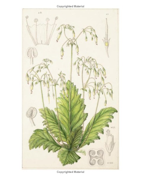 Фото Drawn from Nature: The Flowering of Irish Botanical Art