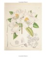 Фото Drawn from Nature: The Flowering of Irish Botanical Art 3