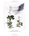 Фото Drawn from Nature: The Flowering of Irish Botanical Art 6