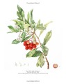 Фото Drawn from Nature: The Flowering of Irish Botanical Art 8